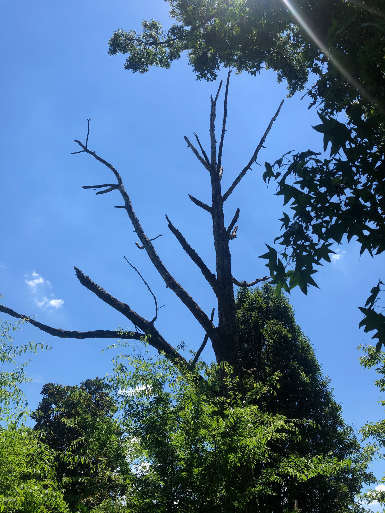 My neighbor's oak tree